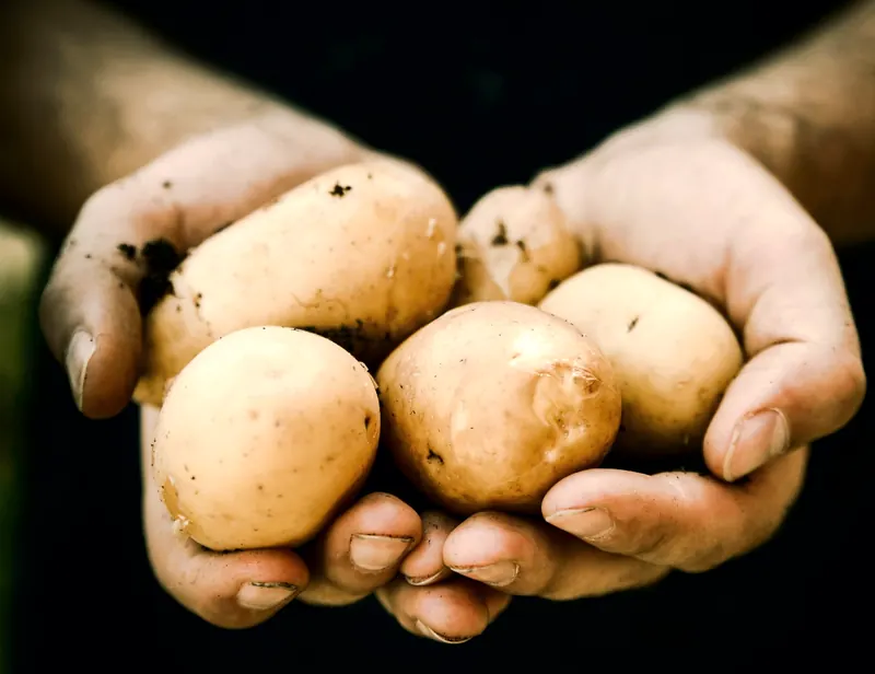 Mains tenant des pommes de terre fraîchement récoltées